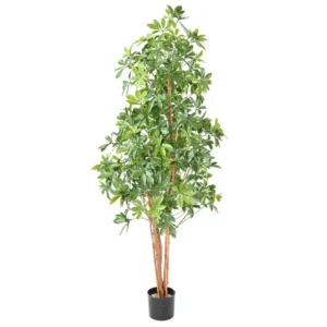 Szeflera UV 180 cm