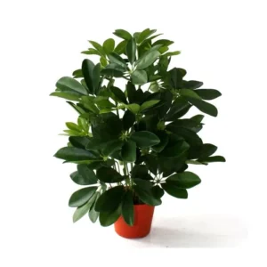 Szeflera-50-cm.webp Szeflera 50 cm