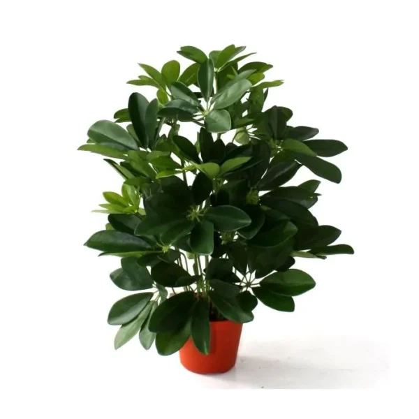 Szeflera 50 cm