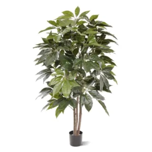 Szeflera Amate 150 cm