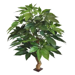 Szeflera Amate Luksusowa 105 cm