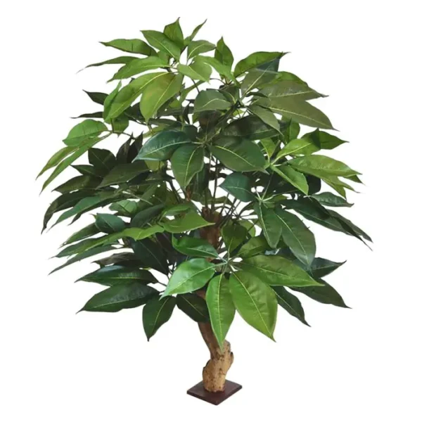 Szeflera Amate Luksusowa 105 cm