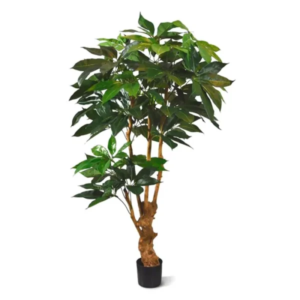 Szeflera Amate Luksusowa 165 cm