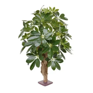 Szeflera - Bonsai 65 cm