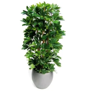 Szeflera-Kolumna-120-cm.webp Szeflera - Kolumna 120 cm