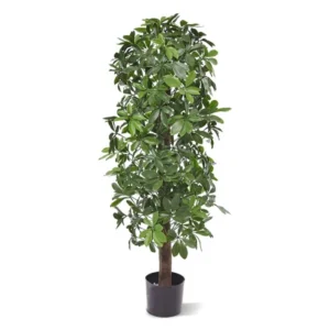 Szeflera na Pniu - Kolumna UV 120 cm