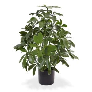 Szeflera UV 50 cm