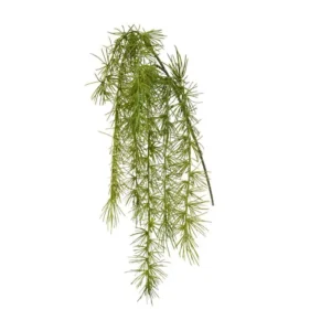 Szparag Sprengera 40 cm