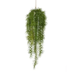 Szparag Sprengera 60 cm