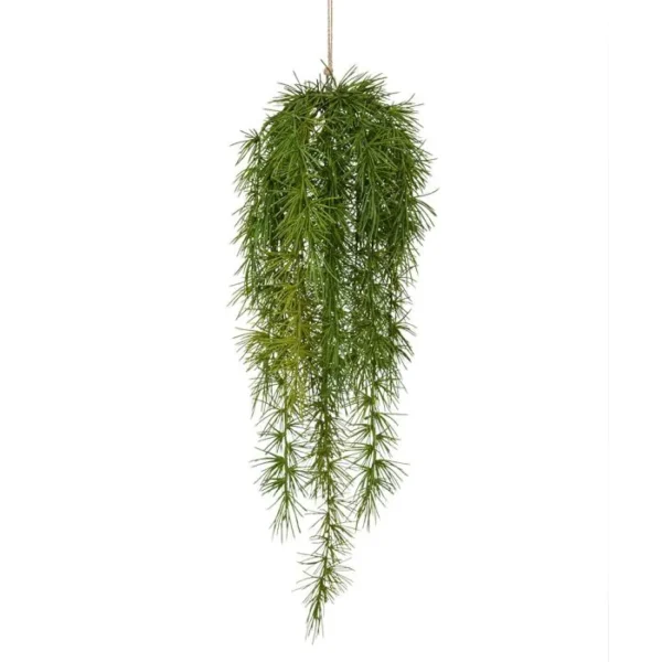 Szparag Sprengera 60 cm