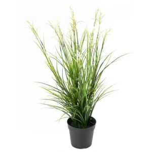 Tatarak Kwitnący Biały 70 cm UV