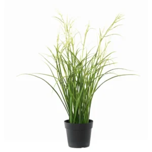 Tatarak Kwitnący Biały UV 45 cm