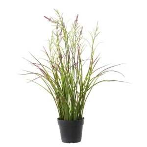 Tatarak Kwitnący Fioletowy UV 45 cm