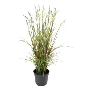 Tatarak Kwitnący Fioletowy UV 70 cm