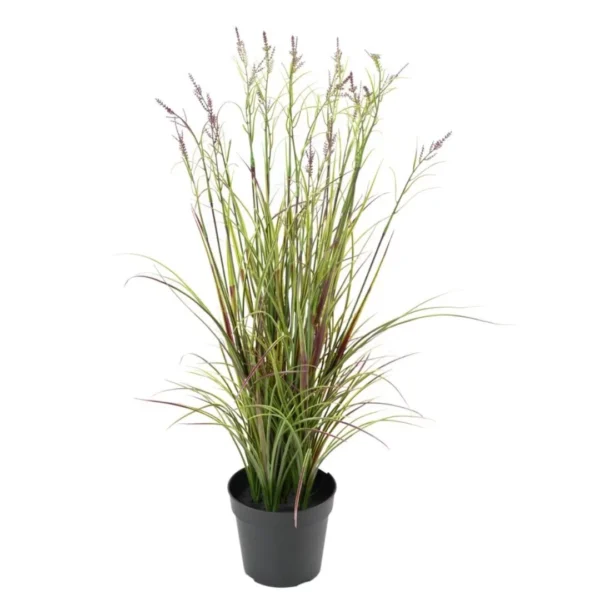Tatarak Kwitnący Fioletowy UV 70 cm
