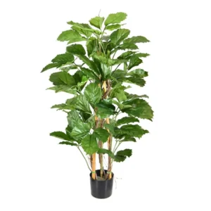 Tetrastigma 120 cm