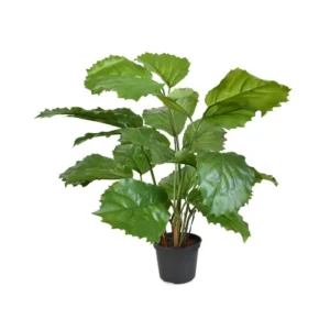 Tetrastigma-40-cm.webp Tetrastigma 40 cm