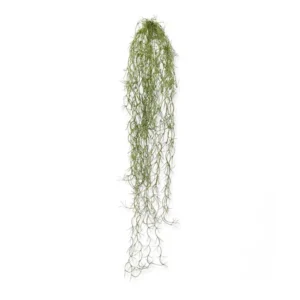 Tillandsia 75 cm