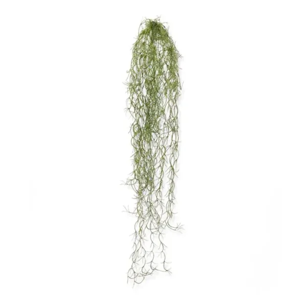 Tillandsia 75 cm