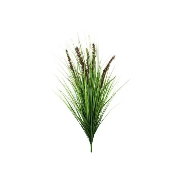 Trawa Pennisetum z Brązowymi Kwiatami na Piku 75 cm
