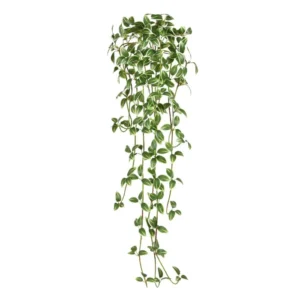 Trzykrotka Biało - Zielona 90 cm