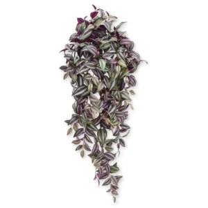 Trzykrotka Fioletowa 100 cm
