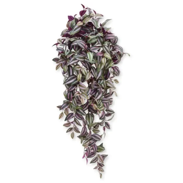 Trzykrotka Fioletowa 100 cm