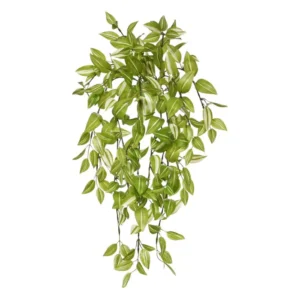 Trzykrotka Jasnozielona 50 cm