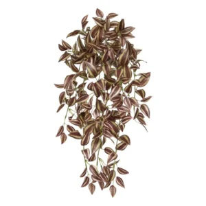Trzykrotka Liliowa 50 cm