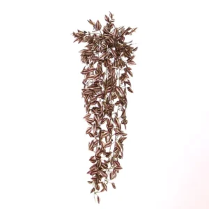 Trzykrotka Liliowa 90 cm