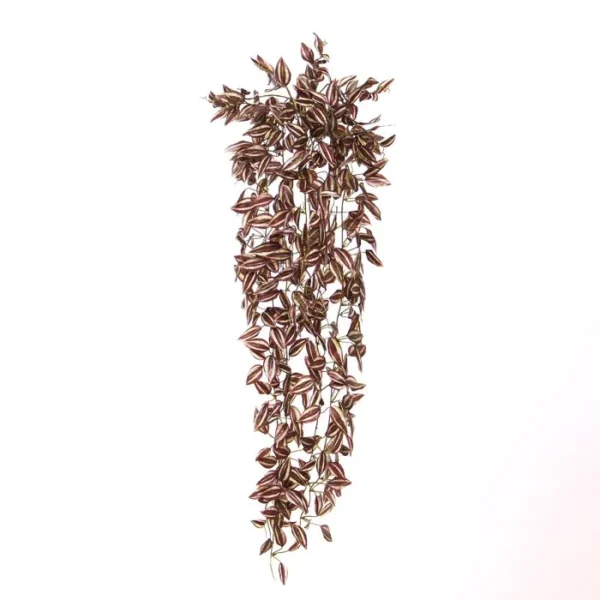 Trzykrotka Liliowa 90 cm