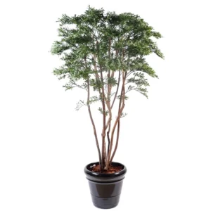 Wierzba Amerykańska UV 175 cm