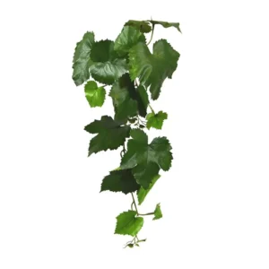 Winobluszcz 65 cm