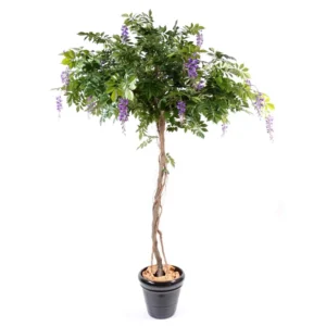 Wisteria Glicynia Fioletowa 235 cm