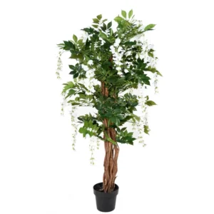 Wisteria Liana Biała 145 cm