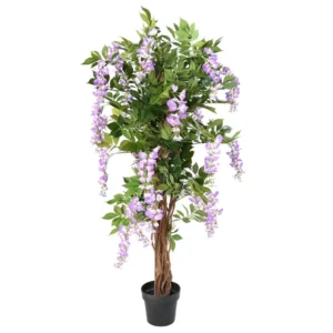 Wisteria Liana Fioletowa 145 cm