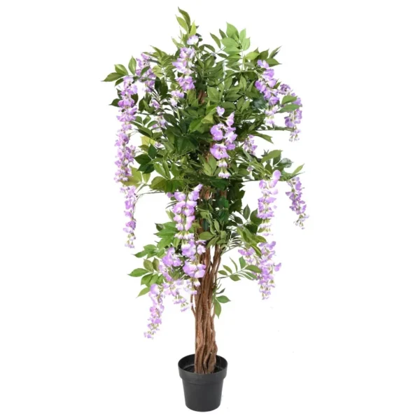Wisteria Liana Fioletowa 145 cm