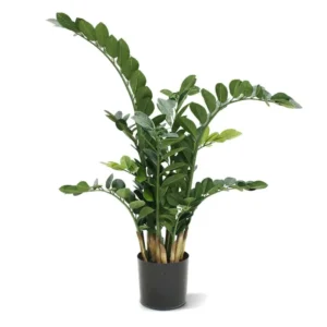 Zamiokulkas-90-cm.webp Zamiokulkas 90 cm