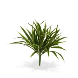 Zielistka na Piku 30 cm