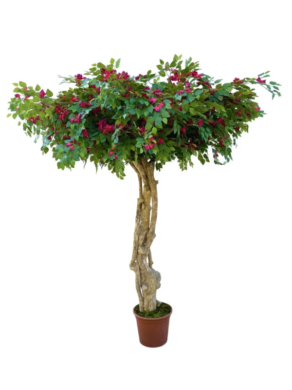 Bugenwilla 250 cm/275 cm