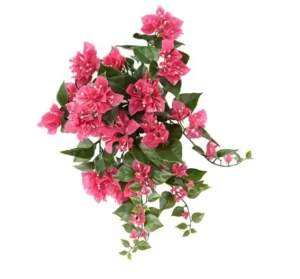 bugenwilla-fuksja-na-piku-uv-40-cm.webp Bugenwilla Fuksja na Piku UV 45 cm