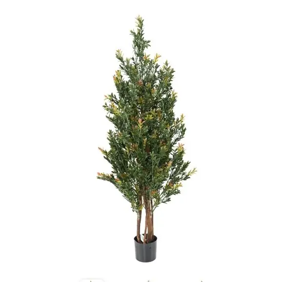 Bukszpan Kolorowy UV 130 cm