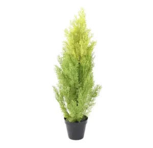 cyprys-cytrynowy-uv-90-cm.webp Cyprys Cytrynowy UV 90 cm