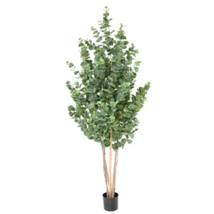 Fikus Audrey 310 cm