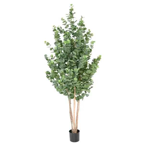 Fikus Audrey 310 cm