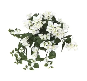 genwilla-bia197130a-na-piku-uv-45-cm.webp Bugenwilla Biała na Piku UV 45 cm