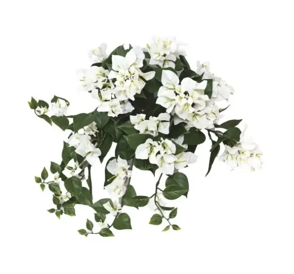 Bugenwilla Biała na Piku UV 45 cm
