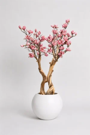 magnolia3 Drzewo magnolii z łososiowymi kwiatami na naturalnym egzotycznym pniu